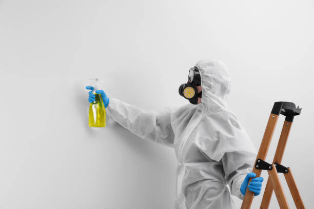 Reliable Lake Los Angeles, CA Mold Removal Solutions